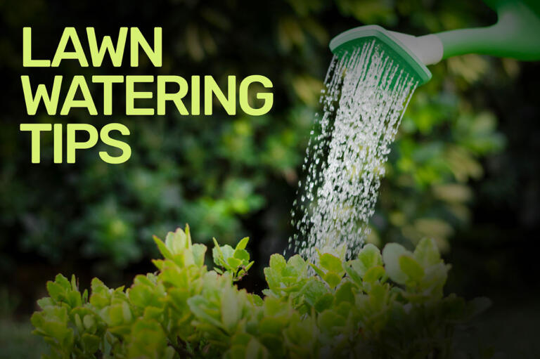 The Best Lawn Watering Tips Real Green Turf